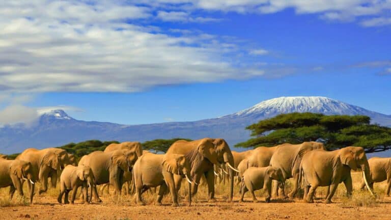 5 raisons de visiter la Tanzanie