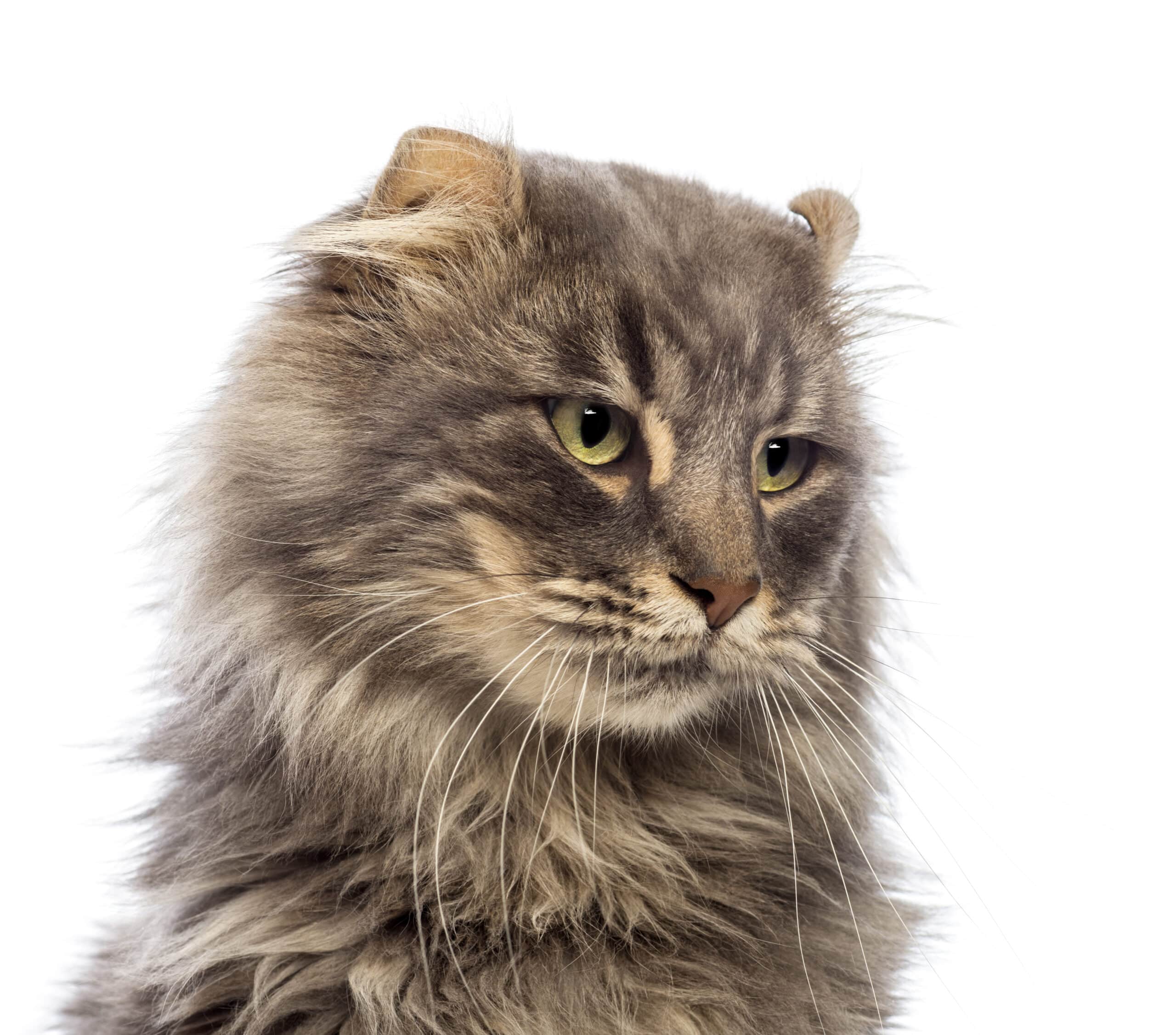close up of an american curl looking away in front of white background