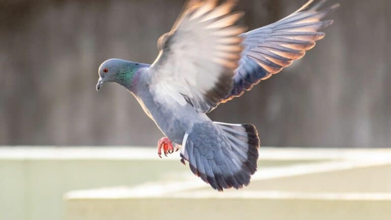 Astuces incroyablement efficaces pour éloigner les pigeons de votre jardin