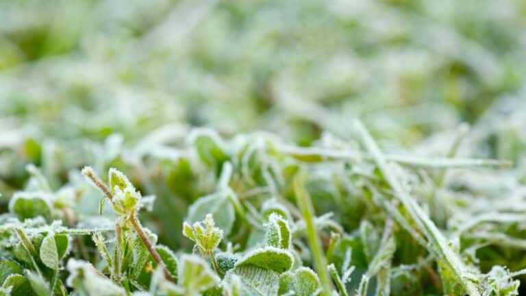 Protégez vos plantes des gelées tardives d’avril : conseils pour un bon développement de vos jeunes plants