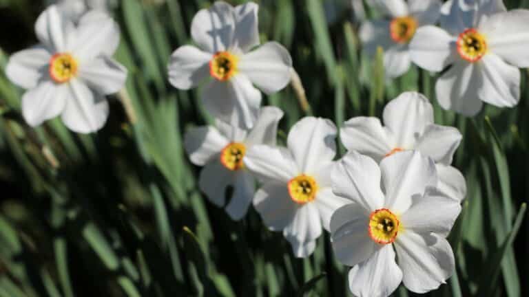 Quoi Planter en Avril: Légumes, Fleurs, Arbres pour Jardin Florissant