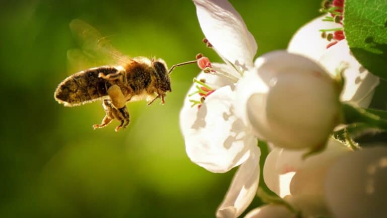 Top 10 des plantes mellifères pour attirer les abeilles dans votre jardin
