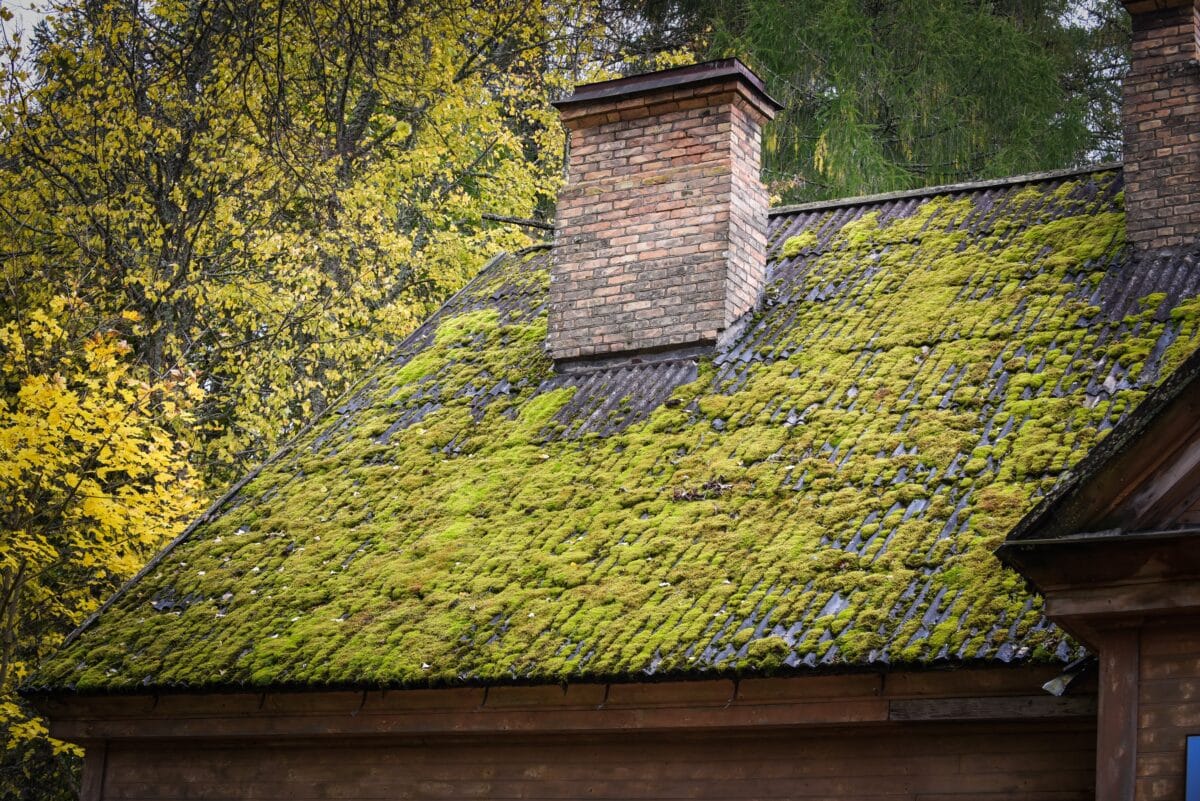 the roof surface of the house is overgrown with moss