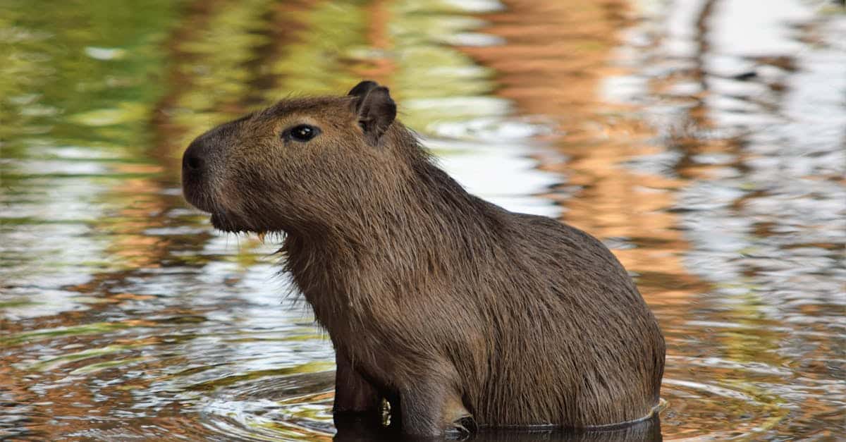 découvrez tout sur le capybara, le plus grand rongeur au monde, à travers des informations sur son habitat, son alimentation et son mode de vie unique.