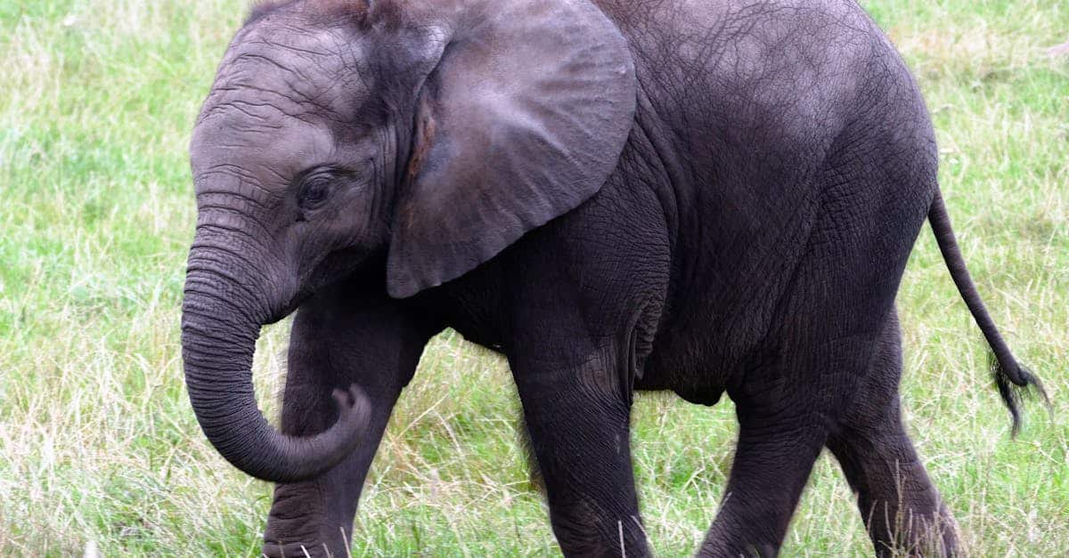 découvrez tout ce qu'il faut savoir sur les éléphants, ces majestueux géants de la savane, leur mode de vie, leur habitat, et bien plus encore.
