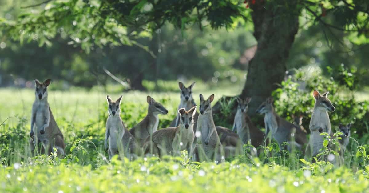 découvrez tout sur les kangourous : habitat, alimentation, mode de vie et caractéristiques physiques.