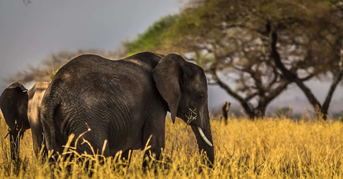 découvrez tout sur l'éléphant, ses caractéristiques, son habitat et son comportement dans cette fascinante exploration de l'un des plus grands animaux terrestres.