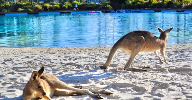 Vous ne croirez pas ce qu’il m’est arrivé en allant à la rencontre des kangourous en Australie !