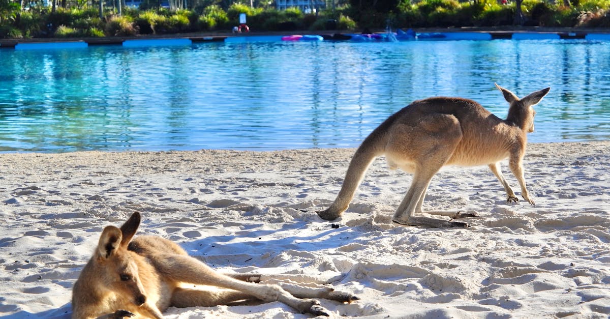 découvrez tout sur les kangourous, leur habitat, leur comportement et leur mode de vie unique dans la nature sauvage d'australie.