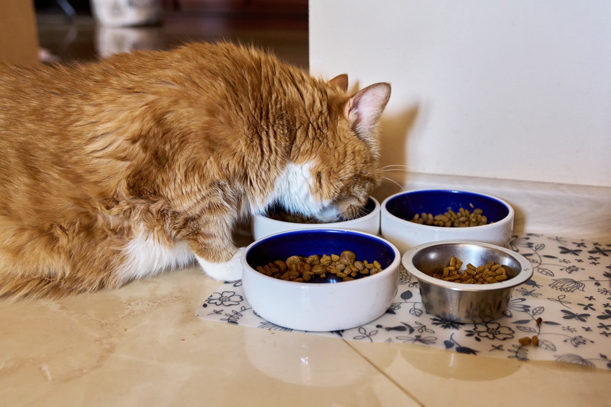 funny big red cat pet eats food at home in the ki 2023 11 27 05 36 45 utc